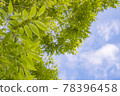 Fresh green and blue sky 78396458