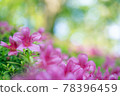 Azalea-001 78396459
