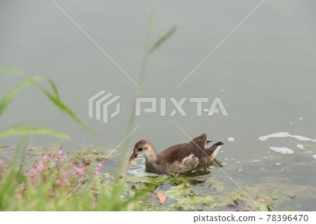 A small duck 78396470