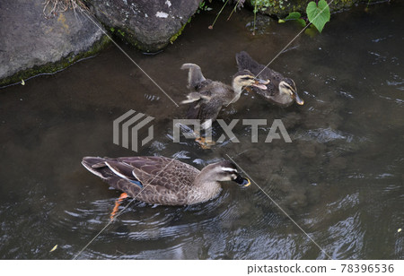Families ducks Families ducks 78396536