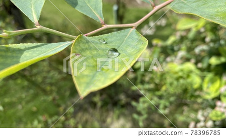 Morning dew and immature fruits on blueberry leaves Morning dew and immature fruits on blueberry leaves 78396785