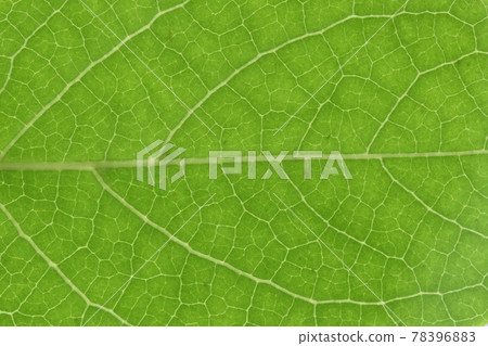 Trees: Tall Stewartia leaves and veins 78396883