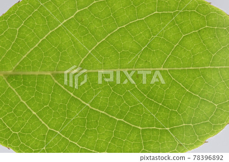 樹木:高大的 Stewartia 葉子和靜脈 樹木:高大的 Stewartia 葉子和靜脈 78396892