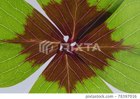Plants: Oxalis deppei leaves and veins Plants: Oxalis deppei leaves and veins 78397016