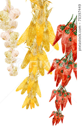 Hand-painted watercolor-style illustrations of hanging corn, garlic and chili peppers Hand-painted watercolor-style illustrations of hanging corn, garlic and chili peppers 78397449