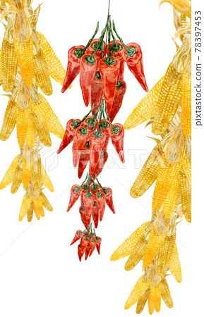 Hand-painted watercolor-style illustrations of hanging corn and chili peppers 78397453