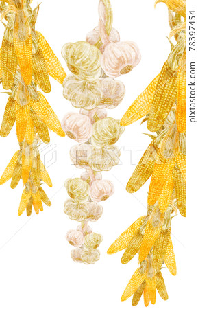 Hand-painted watercolor-style illustration of hanging corn and garlic 78397454