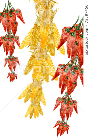 Hand-painted watercolor-style illustrations of hanging corn and chili peppers Hand-painted watercolor-style illustrations of hanging corn and chili peppers 78397456