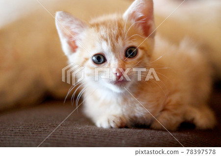 小貓要小心 小貓要小心 78397578