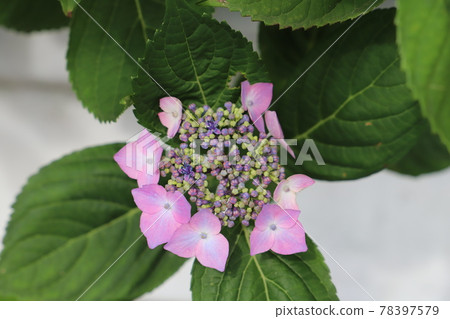 Pink flowers of hydrangea blooming in the spring park Pink flowers of hydrangea blooming in the spring park 78397579