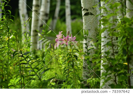 Lily flowers in the birch forest of Hunter Mountain Lily Park Lily flowers in the birch forest of Hunter Mountain Lily Park 78397642