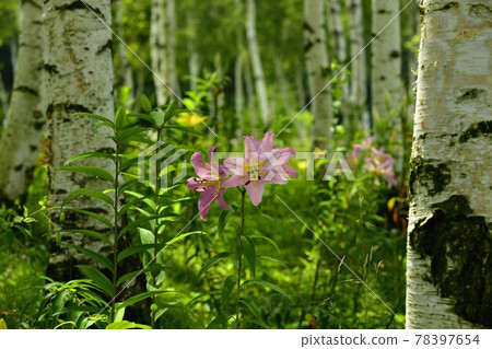 獵人山百合園白樺林百合花 獵人山百合園白樺林百合花 78397654