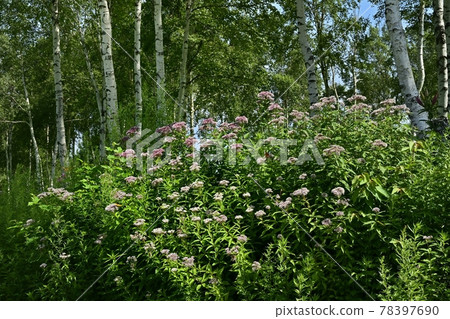 Birch flowers in the birch forest of Hunter Mountain Yuri Park 78397690