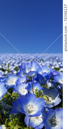 Blue sky and five-minute blooming nemophila Blue sky and five-minute blooming nemophila 78398137
