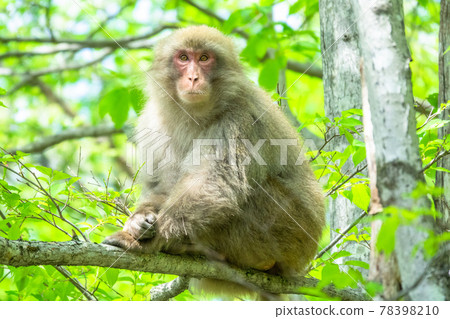 Tree-climbing monkeys and wildlife 78398210