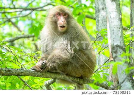 Tree-climbing monkeys and wildlife 78398211