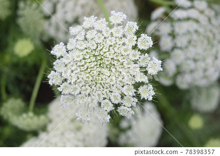 Carrot flowers in the vegetable garden for harvesting 78398357