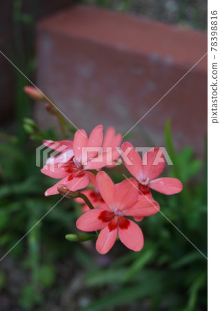 鳶尾花 鳶尾花 78398816