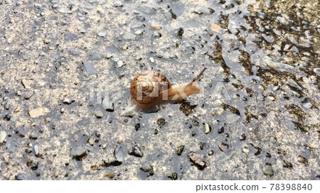 Snail 78398840