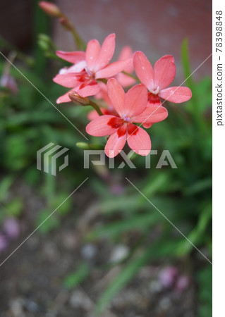 鳶尾花 鳶尾花 78398848