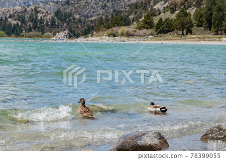 Duck swimming in the June Lake Duck swimming in the June Lake 78399055