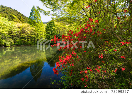 （靜岡縣）山杜鵑花盛開，Kannami森林公園 78399257