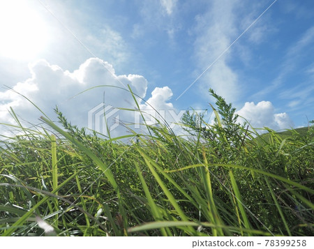 The blue sky seen from the meadow where the sun shines The blue sky seen from the meadow where the sun shines 78399258
