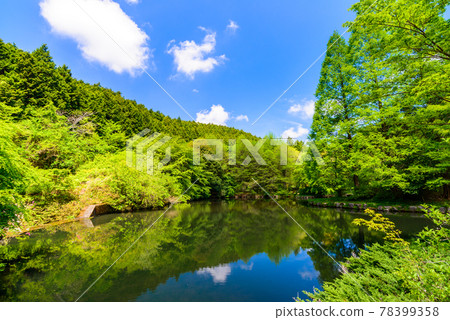 (Shizuoka Prefecture) Fresh green Kannami native forest park 78399358