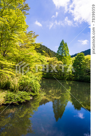 (Shizuoka Prefecture) Fresh green Kannami native forest park 78399359
