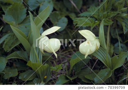 Leven Atsumorisou（北海道禮文島） 78399709