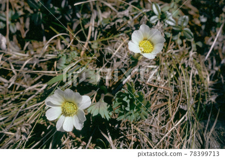Callianthemum vulgaris (Mt. Apoi, Hokkaido) 78399713