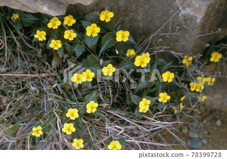 Ezokisumire (Mt. Apoi, Hokkaido) 78399728