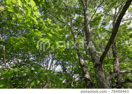 Fresh green season 78400463