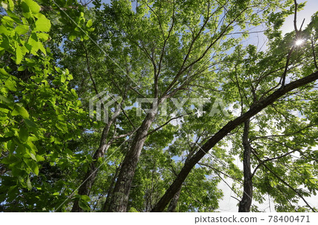 Fresh green season 78400471