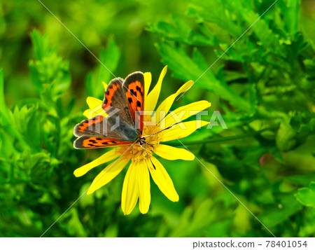 Plants and insects, Euryops daisy flowers and butterflies 78401054
