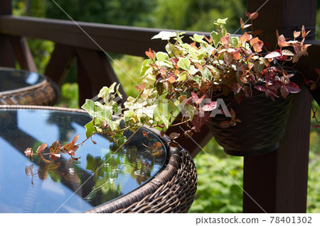 Bright terrace seats in the cafe and potted vines 78401302