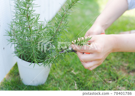 Herb gardening hand female Herb gardening hand female 78401786