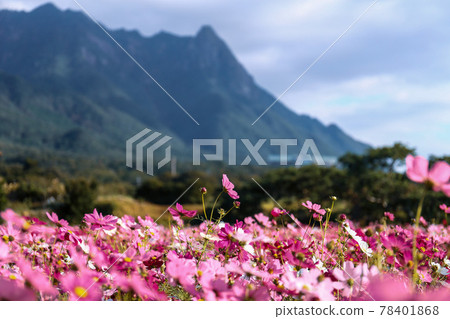 Motchomudake and autumn cherry blossom fields 78401868