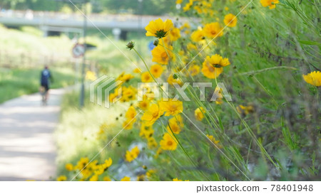 大錦雞花路旁運動的人們 大錦雞花路旁運動的人們 78401948