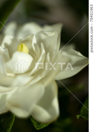 Gardenia flower close-up with soft focus 78401963