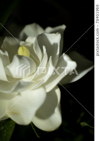 Gardenia flower close-up with soft focus Gardenia flower close-up with soft focus 78401969