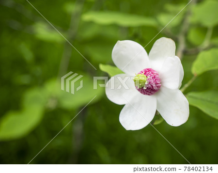Cute white and pink flowers, Renka Oyama, Magnolia sieboldii Cute white and pink flowers, Renka Oyama, Magnolia sieboldii 78402134
