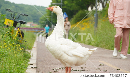 People walking with geese on the riverside promenade 78402237