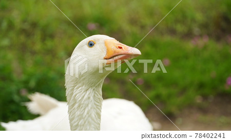 Close up of the goose's face only 78402241