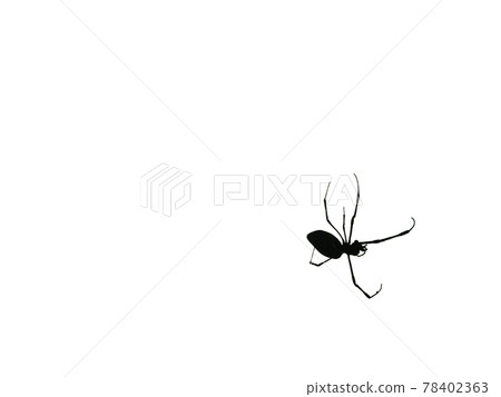 Spider silhouette on white background Spider silhouette on white background 78402363