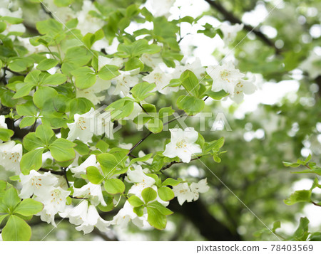 May flower Shiroyashio Goyotsutsuji 78403569