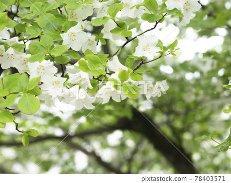 May flower Shiroyashio Goyotsutsuji May flower Shiroyashio Goyotsutsuji 78403571