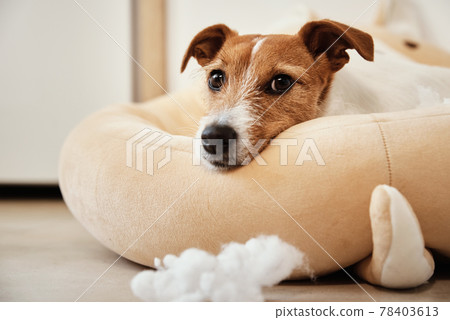 Dog damage concept Dog damage concept 78403613