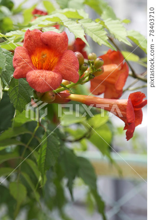 橙色樹葉花 78403710