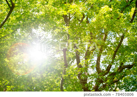 Eco image fresh green refreshing Eco image fresh green refreshing 78403806